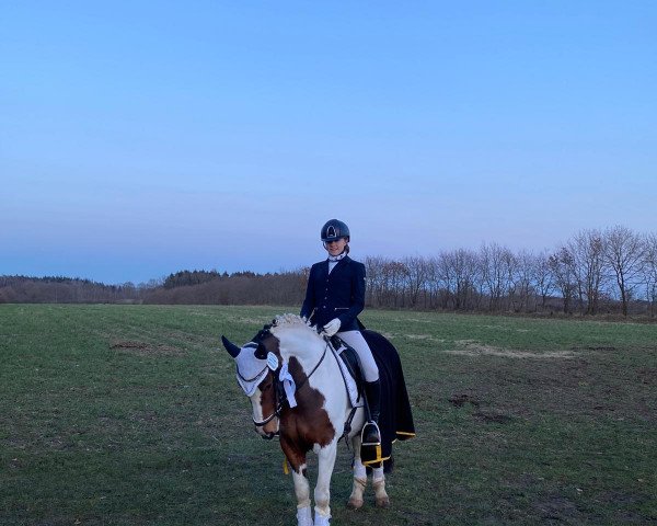 dressage horse Lille Sol (Pony without race description, 2007)