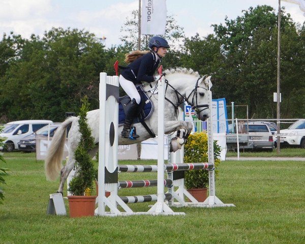 dressage horse Piorun (Polish Pony, 2008, from Carmana's Neptun)