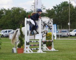 dressage horse Piorun (Polish Pony, 2008, from Carmana's Neptun)