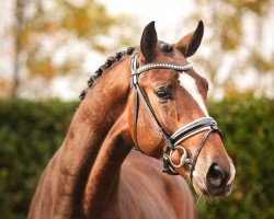 stallion Babtiste (Westphalian, 2017, from Callaho's Benicio)