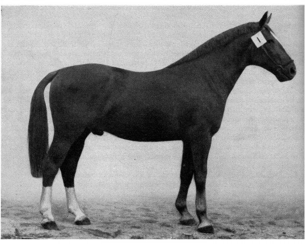 stallion Flugrekord (Mecklenburg, 1947, from Flughorst 2672) stallion Flugrekord (Mecklenburg, 1947, from Flughorst 2672)