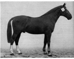 stallion Flugrekord (Mecklenburg, 1947, from Flughorst 2672)