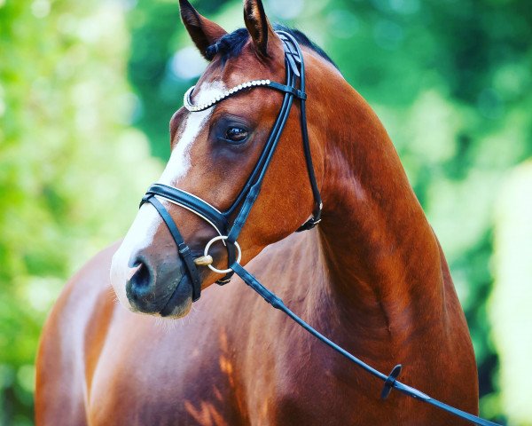 horse Casimir (German Riding Pony, 2014, from Cosmopolitan NRW)