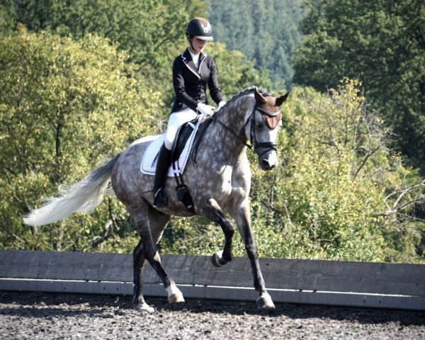Dressurpferd Cassilano's Charming Boy (Holsteiner, 2012, von Cassilano)