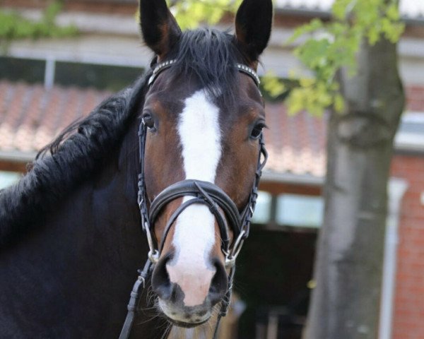 jumper Corlania (German Sport Horse, 2015, from Corlani)
