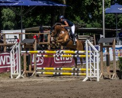 jumper Fame for Eternity (KWPN (Royal Dutch Sporthorse), 2010, from Azteca VDL)