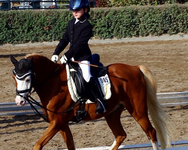 dressage horse Bono MK (Welsh-Pony (Section B), 2006, from Warmwell Page Boy)