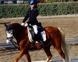 dressage horse Bono MK (Welsh-Pony (Section B), 2006, from Warmwell Page Boy)