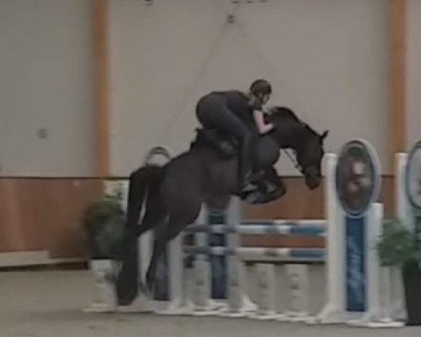 jumper Newcomer (German Sport Horse, 2012, from Nabab de Rêve)