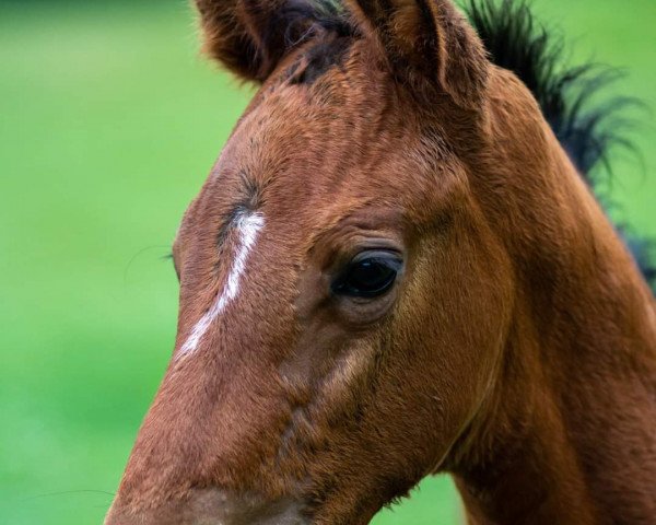 Pferd Camidou (Oldenburger, 2020, von Castino 4) Pferd Camidou (Oldenburger, 2020, von Castino 4)