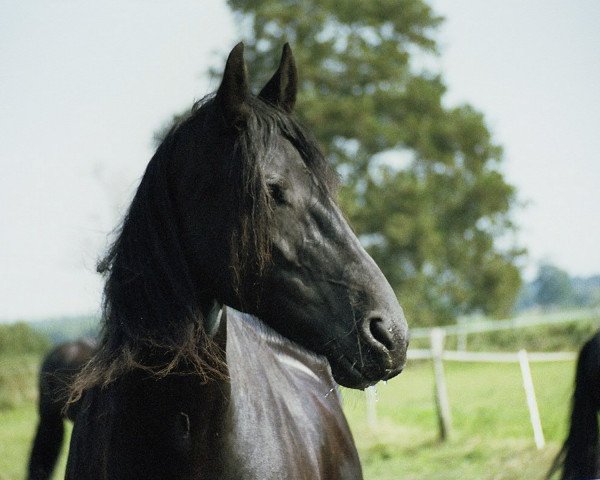 horse Pagina (Friese, 1993, from Osvald Af Karma) horse Pagina (Friese, 1993, from Osvald Af Karma)