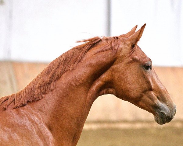 horse Quiet Man (Hanoverian, 2018, from Quantensprung 3)