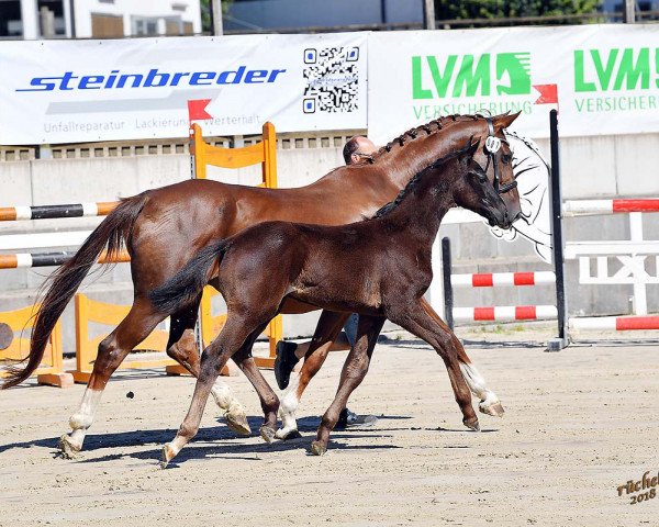 Pferd Franziskus (Westfale, 2018, von Fürstenball)