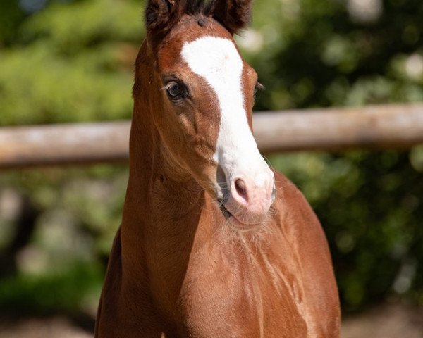 stallion Easy Going (Hanoverian, 2019, from Escamillo)