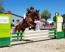 jumper Grossobella (Hanoverian, 2000, from Grosso Z)