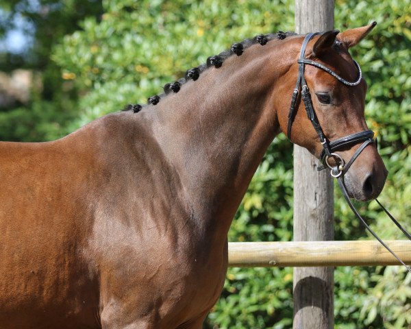 dressage horse For Ever Romance (Hanoverian, 2015, from For Romance I)