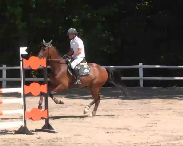 Reitturnier Nordstetten-Horb 2015