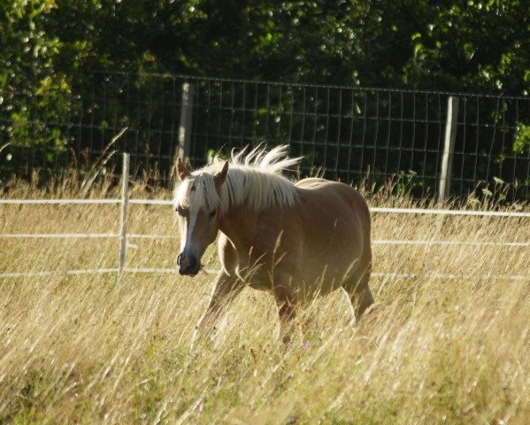 Pferd Nobby (6,40% ox) (Edelbluthaflinger, 2017, von Noville-M (0,293% ox)) Pferd Nobby (6,40% ox) (Edelbluthaflinger, 2017, von Noville-M (0,293% ox))