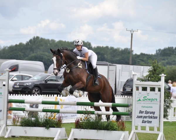 jumper Feebony (Westphalian, 2008, from Florenciano 6)