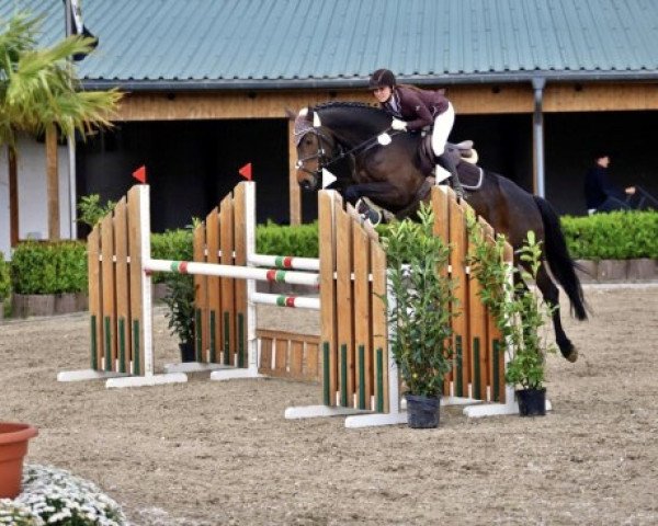 broodmare K.C. Diana (Westphalian, 2013, from Diarado)