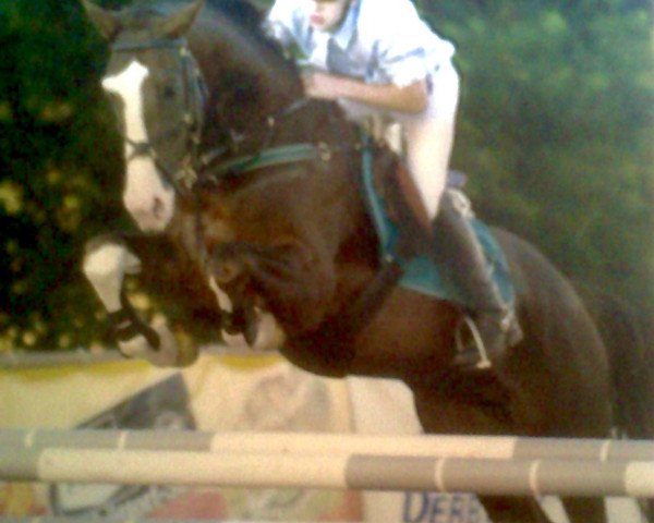 Pferd Uniek 3 (KWPN (Niederländisches Warmblut), 2001, von Ircolando)