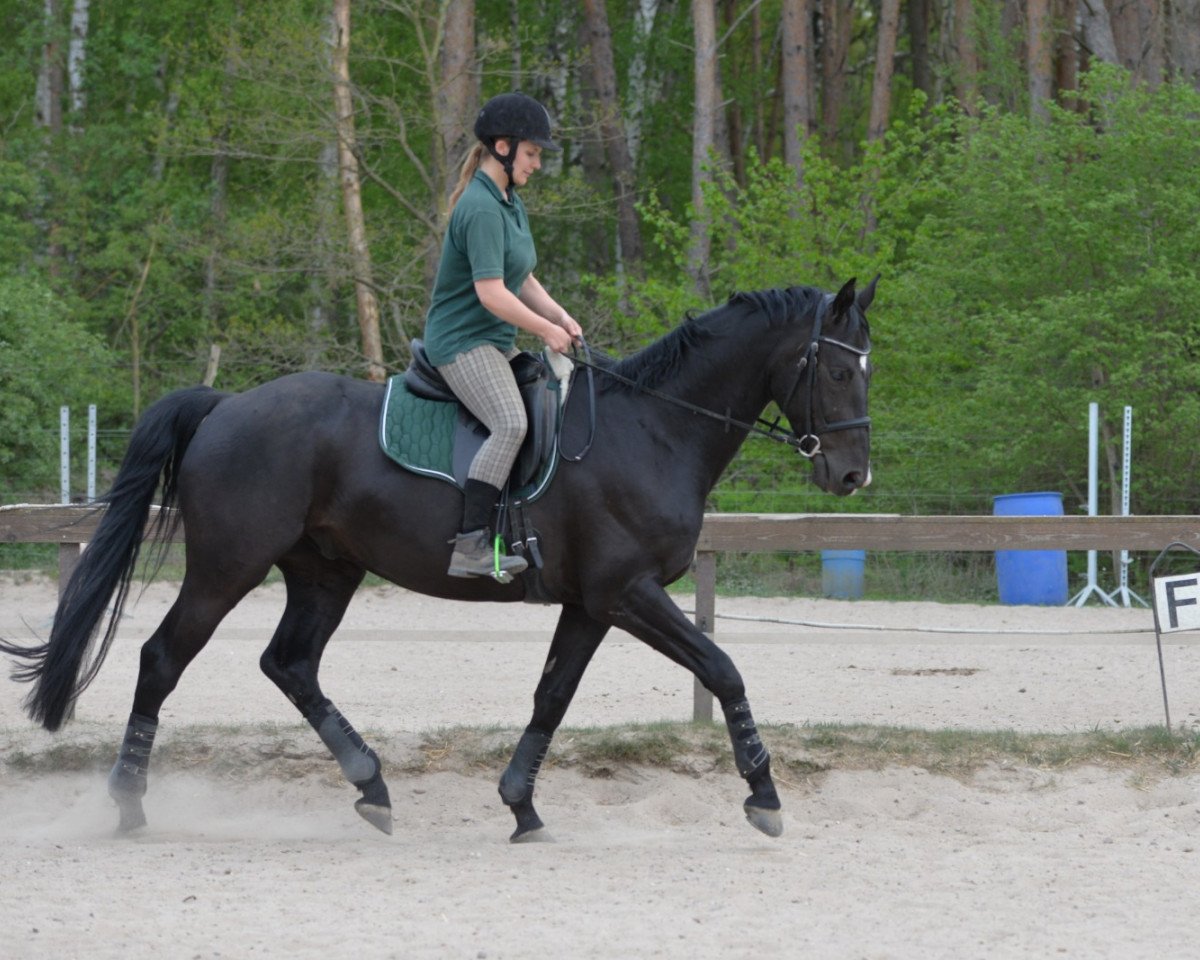 Pferd Greg (Hannoveraner,  , von Grey Flanell)