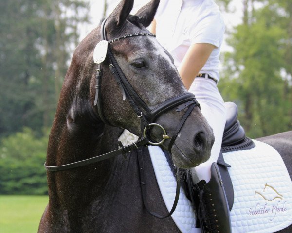 broodmare Bella Ria (Westphalian, 2016, from Belantis)