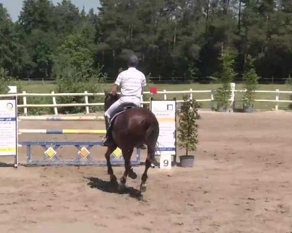 Reitturnier Nordstetten-Horb 2015