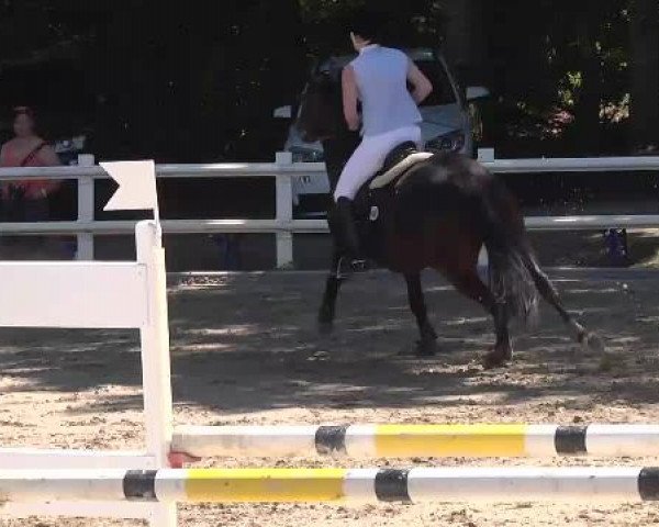 Reitturnier Nordstetten-Horb 2015