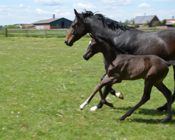 horse Stute von Fashion in Black NRW / Franziskus (Westphalian, 2020, from Fashion In Black NRW)