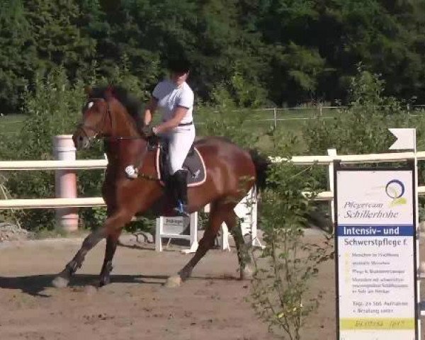 Reitturnier Nordstetten-Horb 2015