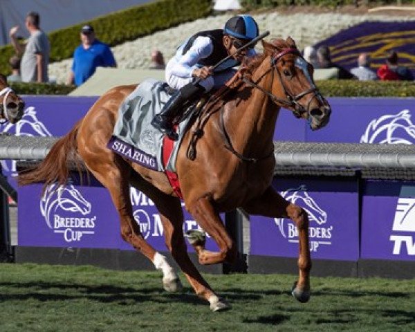 broodmare Sharing xx (Thoroughbred, 2017, from Speightstown xx)