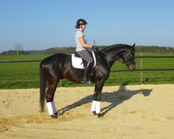 Pferd Mattis (Trakehner, 2012, von All Inclusive)