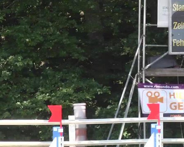 Reitturnier Nordstetten-Horb 2015