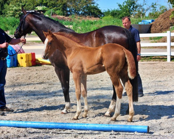 stallion Hf Erdinger x Sancisco (Mecklenburg, 2020, from Erdinger)