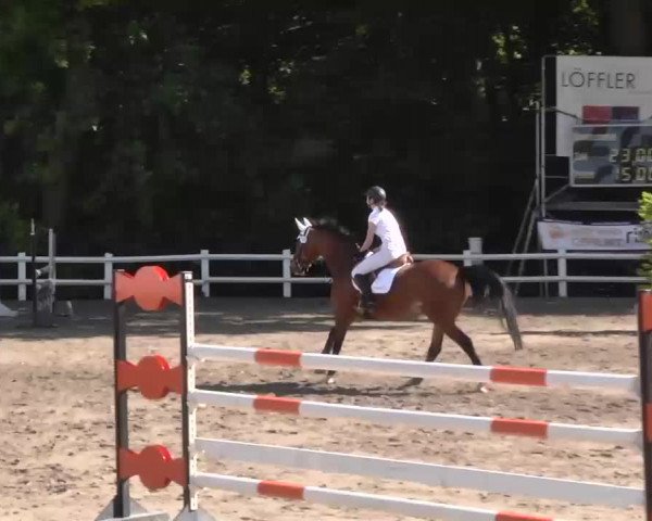 Reitturnier Nordstetten-Horb 2015