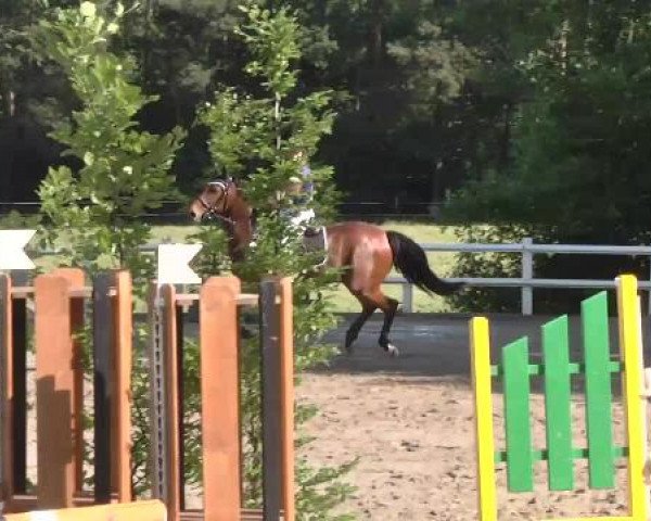 Reitturnier Nordstetten-Horb 2015