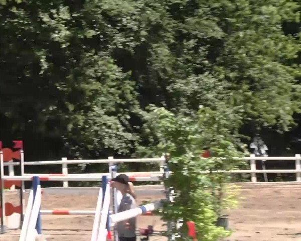 Reitturnier Nordstetten-Horb 2015