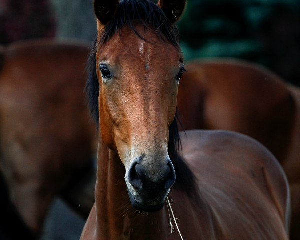 horse San Royale II (Oldenburg, 2018, from Royal Doruto OLD)