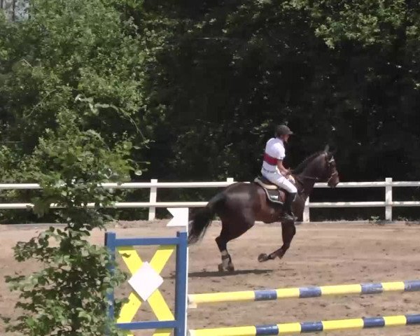 Reitturnier Nordstetten-Horb 2015