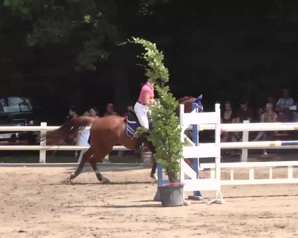 Reitturnier Nordstetten-Horb 2015