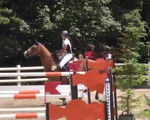 Reitturnier Nordstetten-Horb 2015
