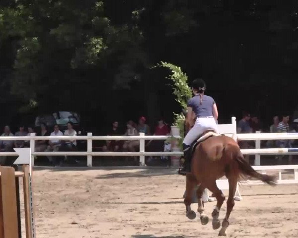 Reitturnier Nordstetten-Horb 2015