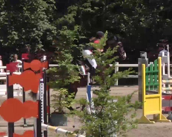 Reitturnier Nordstetten-Horb 2015