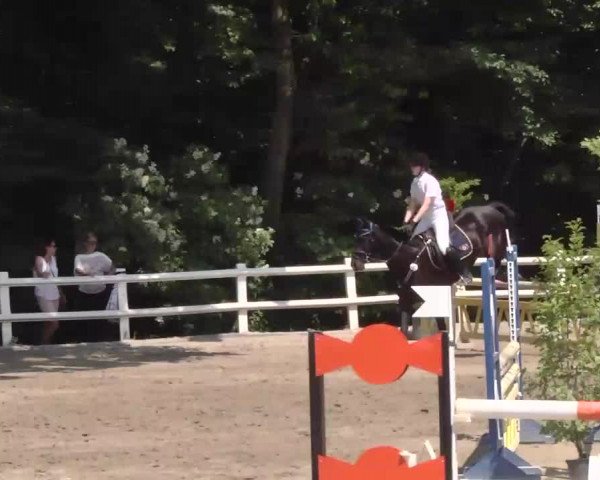 Reitturnier Nordstetten-Horb 2015