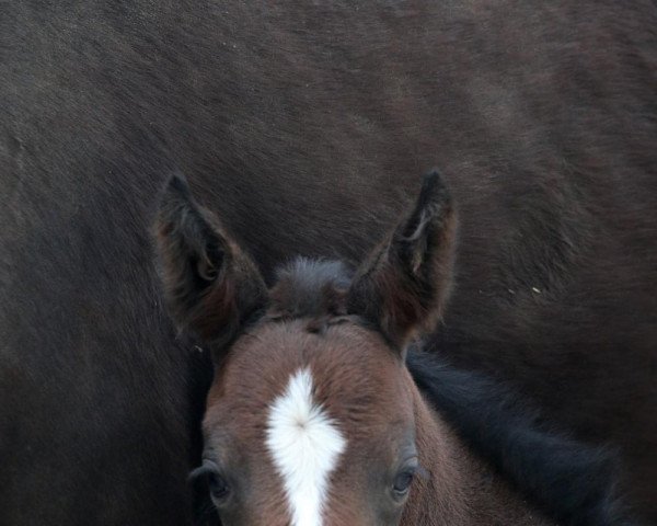horse Winnyzja (Austrian Warmblood, 2020, from Bernay)