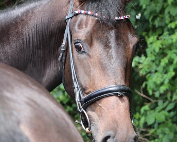 dressage horse Lexpression (KWPN (Royal Dutch Sporthorse), 2016, from Expression)