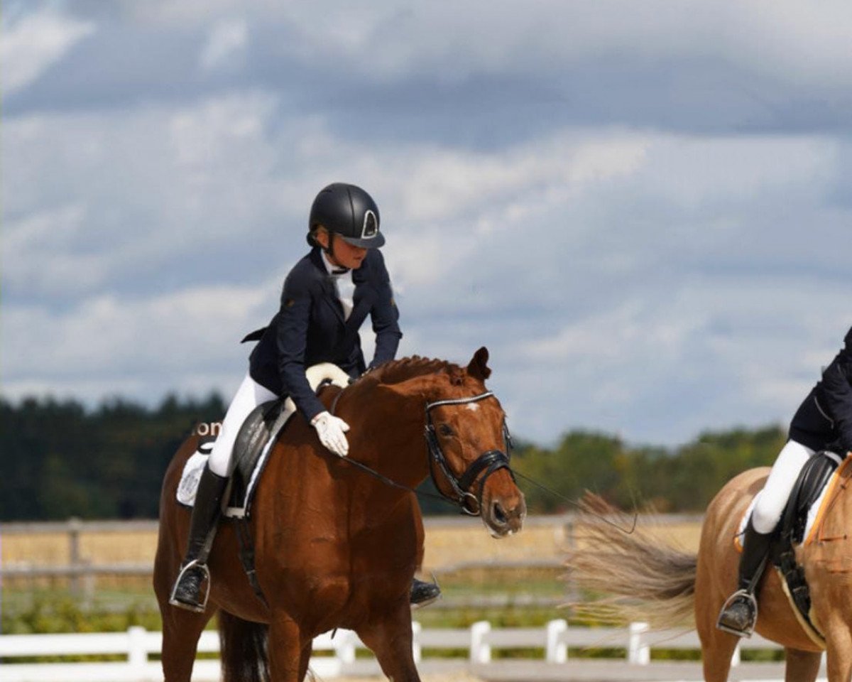 dressage horse Fleur de lis 14 (Oldenburg, 2010, from Fidertanz)