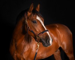 Dressurpferd Steendiek´s Monte Bellini (Deutsches Reitpony, 2010, von Steendieks Monte Cassini)