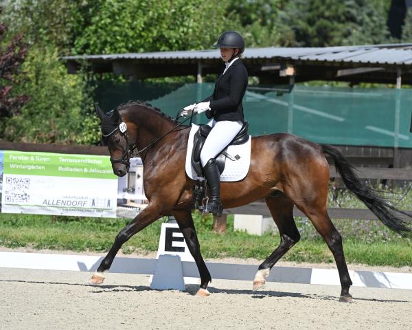 Cheval de Dressage Fürst Fidelis 2 (Rhinelander, 2019, de Freiherr von Stein)